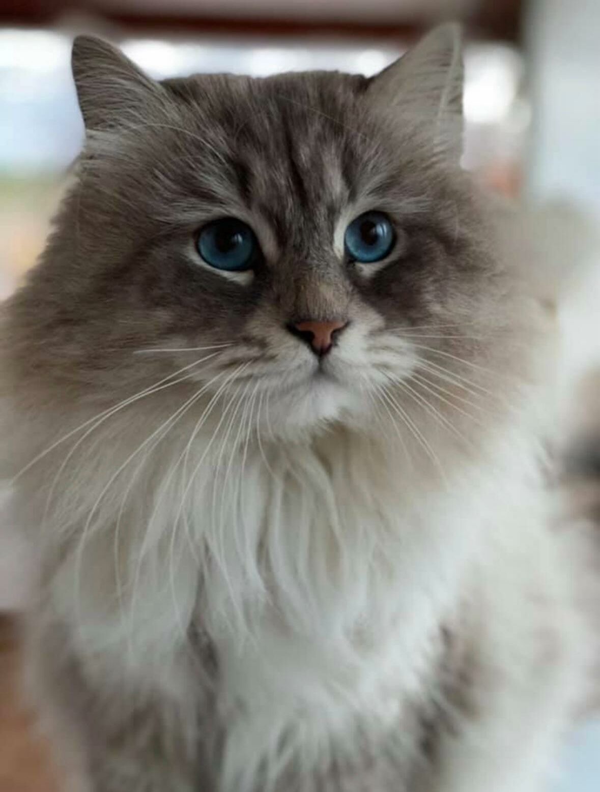 gatti siberiani