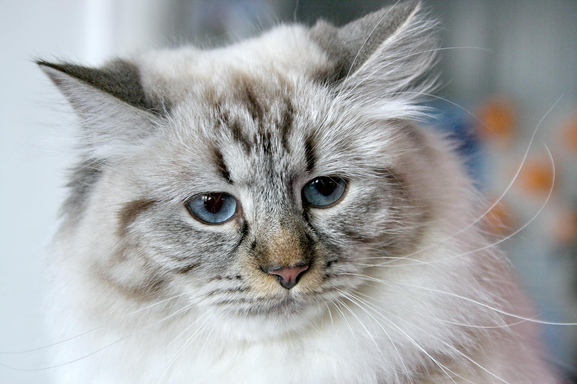 portrait of a beautiful siberian cat